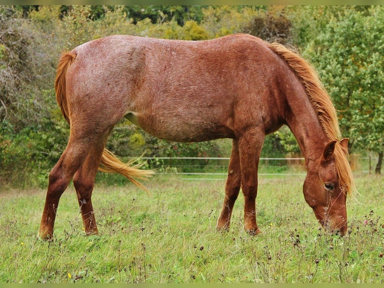 Caballo de velocidad en estantería Yegua 3 años 156 cm Ruano alazán in Saarland