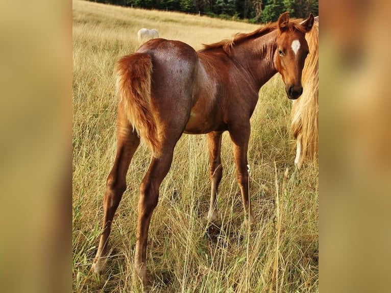 Caballo de velocidad en estantería Yegua 3 años 158 cm Ruano alazán in Saarland