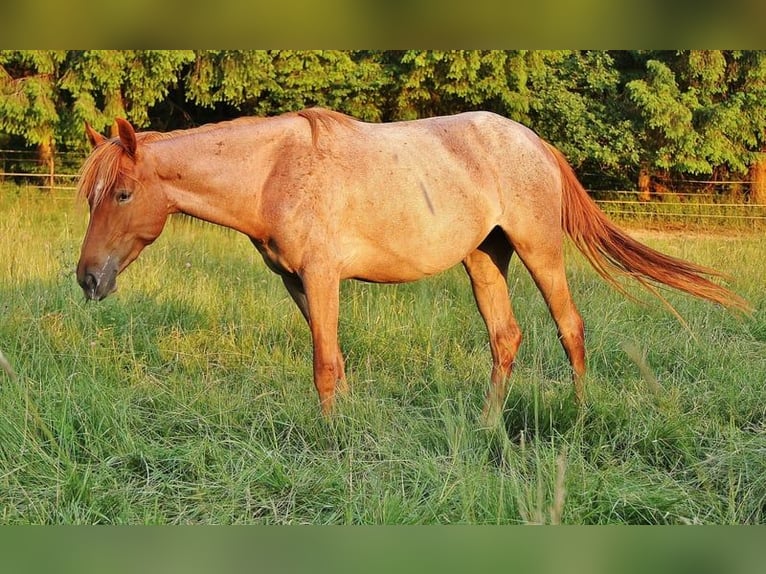Caballo de velocidad en estantería Yegua 3 años 158 cm Ruano alazán in Saarland