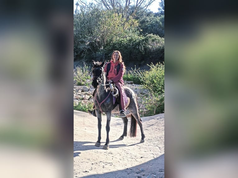 Caballo de velocidad en estantería Yegua 4 años 139 cm Ruano azulado in Trier