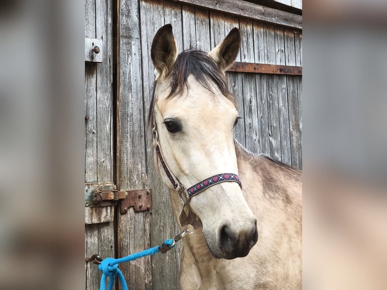 Caballo de velocidad en estantería Yegua 5 años 145 cm Buckskin/Bayo in Schömberg