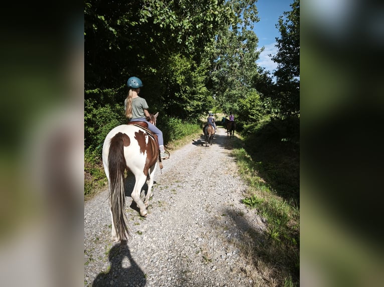 Caballo de velocidad en estantería Yegua 5 años 153 cm Castaño in Sch&#xF6;mberg