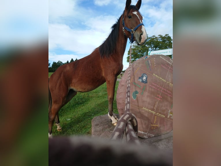 Caballo de velocidad en estantería Yegua 6 años 153 cm Castaño in Schömberg