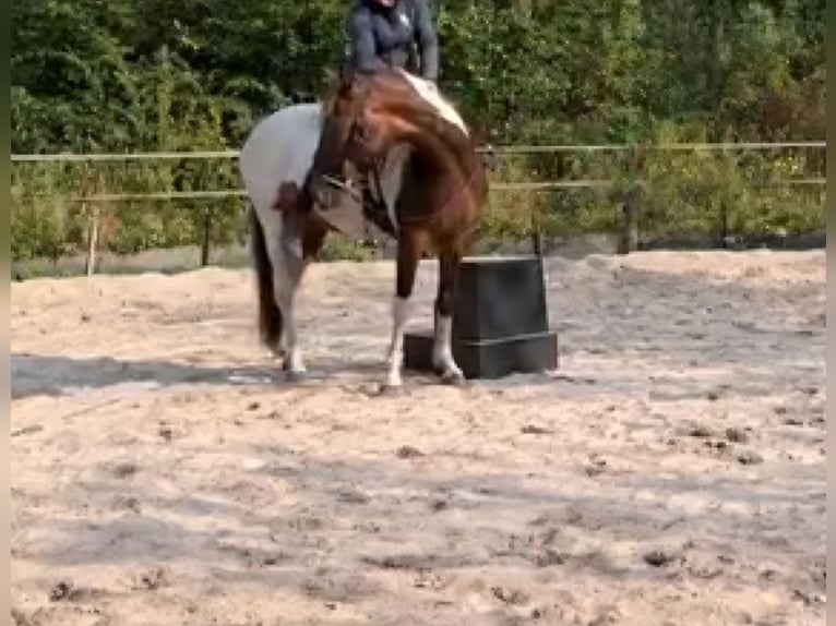 Caballo de velocidad en estantería Yegua 7 años 148 cm Tobiano-todas las-capas in Hank