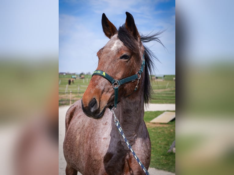 Caballo de velocidad en estantería Yegua 9 años 157 cm Pío in Aichtal