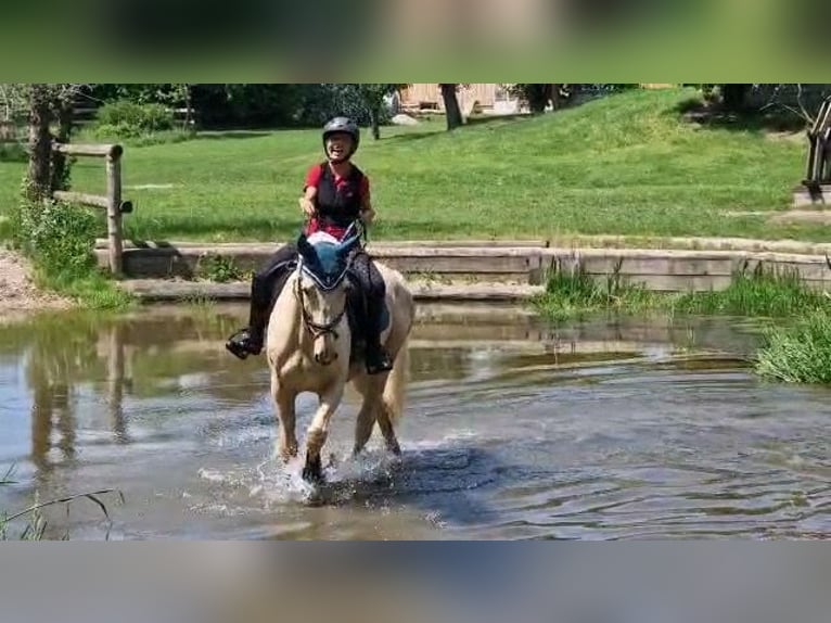 Caballo de Wurtemberg Caballo castrado 10 años 165 cm Palomino in Breisach am Rhein