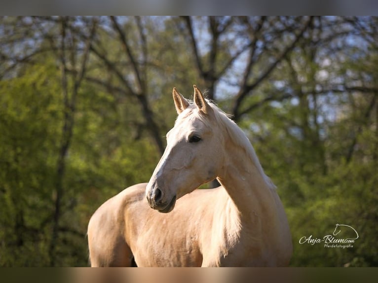 Caballo de Wurtemberg Caballo castrado 10 años 165 cm Palomino in Breisach am Rhein