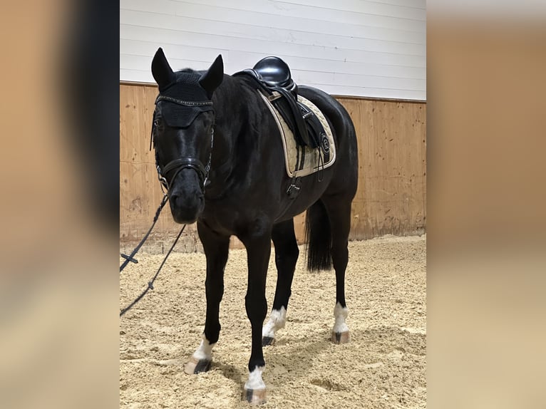 Caballo de Wurtemberg Caballo castrado 12 años 167 cm Negro in Donzhausen