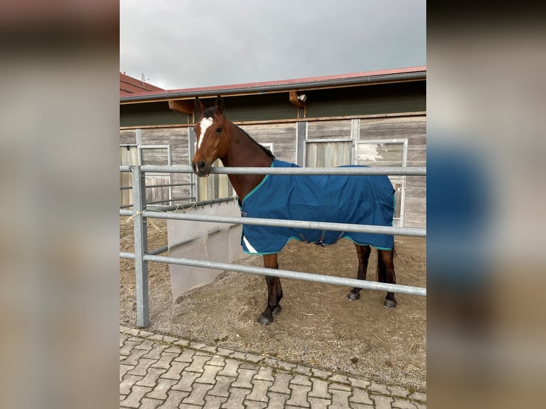 Caballo de Wurtemberg Caballo castrado 12 años 170 cm Castaño in Hohenlinden