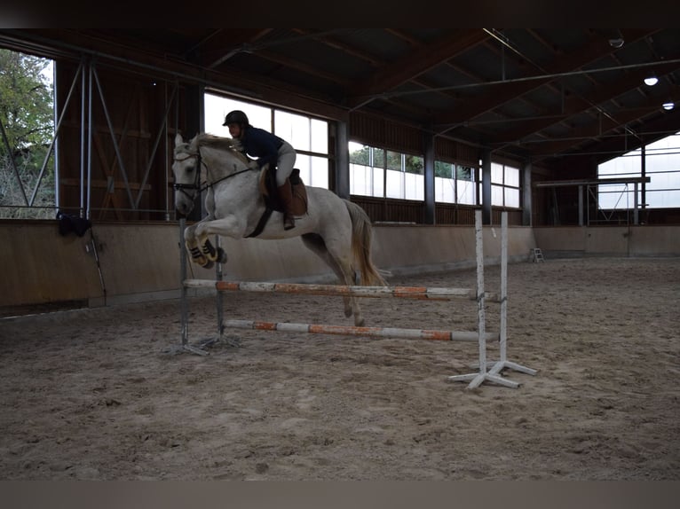 Caballo de Wurtemberg Caballo castrado 12 años 175 cm Tordo in Sinsheim