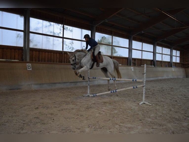 Caballo de Wurtemberg Caballo castrado 12 años 175 cm Tordo in Sinsheim