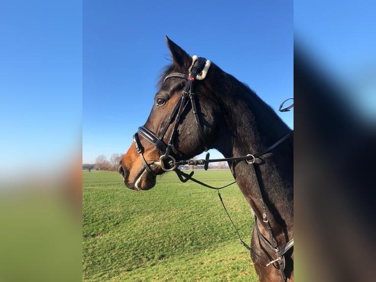 Caballo de Wurtemberg Caballo castrado 12 años 178 cm Castaño oscuro in Neuss