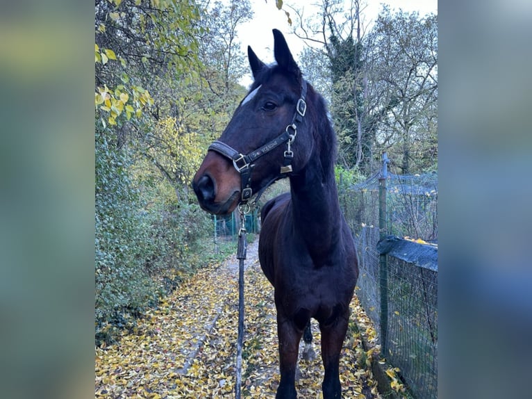 Caballo de Wurtemberg Caballo castrado 12 años 180 cm in Sieci