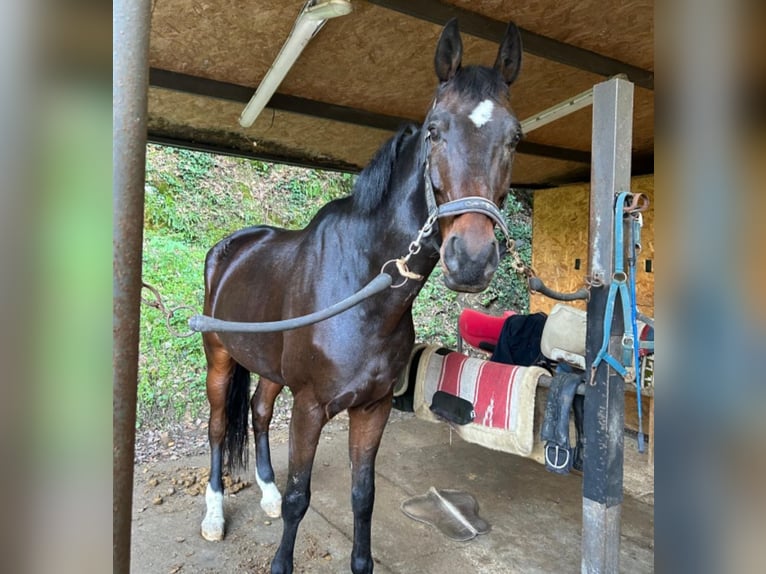 Caballo de Wurtemberg Caballo castrado 12 años 180 cm in Sieci