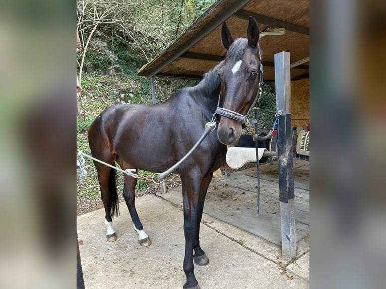 Caballo de Wurtemberg Caballo castrado 12 años 180 cm in Sieci