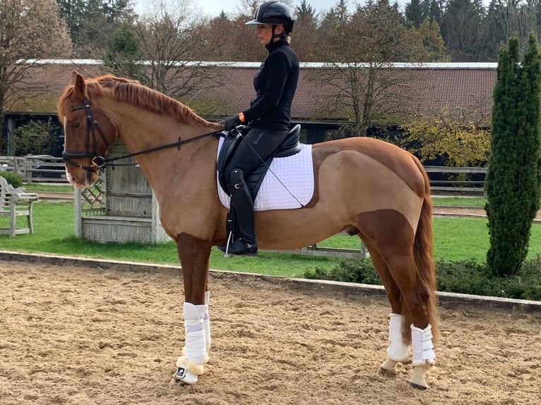 Caballo de Wurtemberg Caballo castrado 13 años 172 cm Alazán in Egling