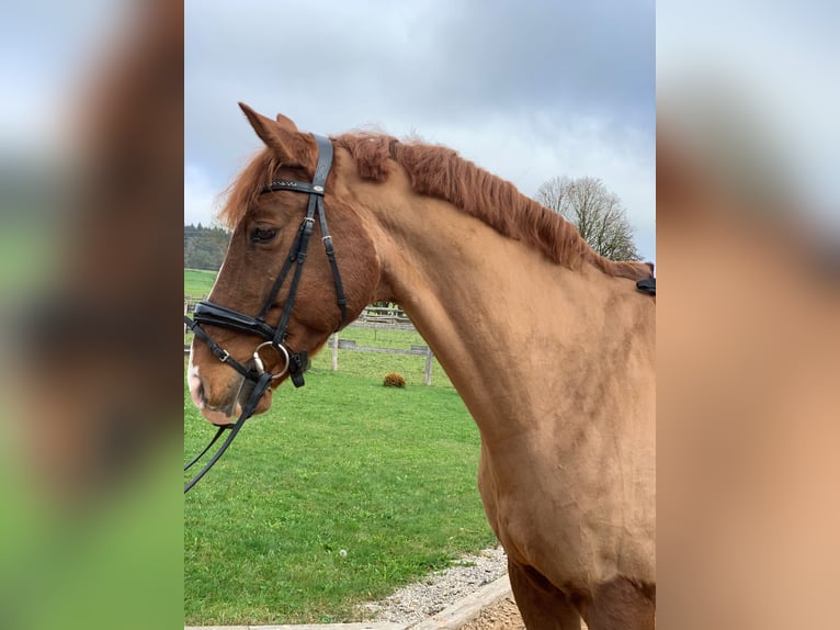 Caballo de Wurtemberg Caballo castrado 13 años 172 cm Alazán in Egling