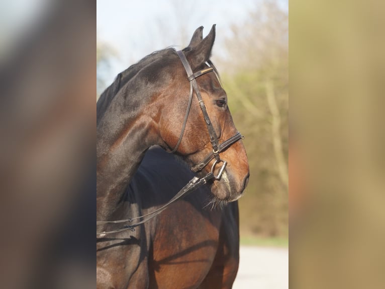 Caballo de Wurtemberg Caballo castrado 13 años 172 cm Castaño oscuro in Kornwestheim
