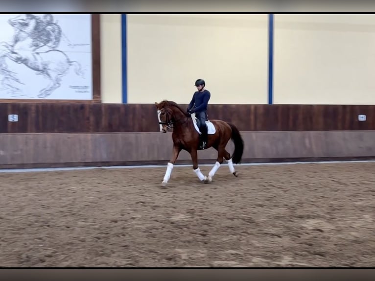 Caballo de Wurtemberg Caballo castrado 13 años 173 cm Alazán in Alpen