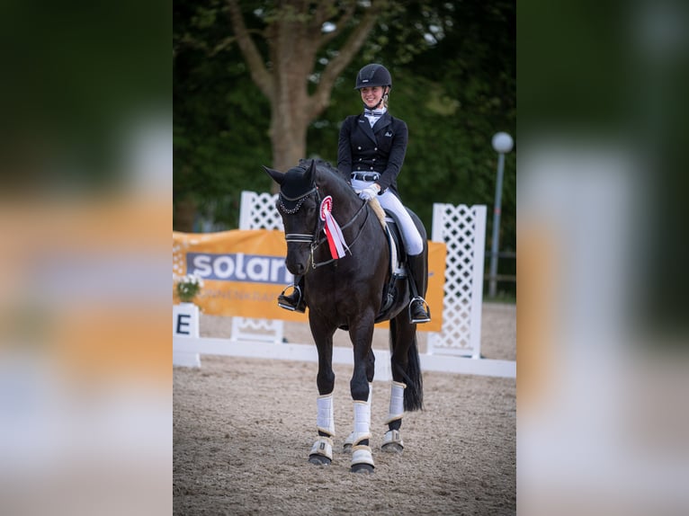 Caballo de Wurtemberg Caballo castrado 13 años 176 cm Negro in Recklinghausen