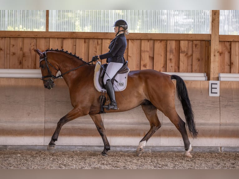 Caballo de Wurtemberg Caballo castrado 13 años 178 cm Castaño in Wiesloch