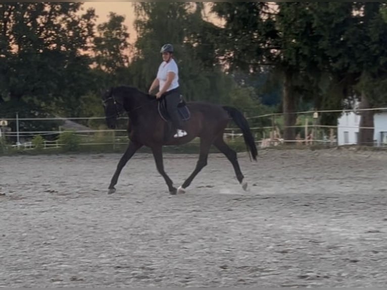 Caballo de Wurtemberg Caballo castrado 13 años 180 cm Negro in Rottweil