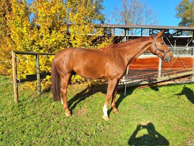 Caballo de Wurtemberg Caballo castrado 13 años 181 cm Alazán in Ostfildern