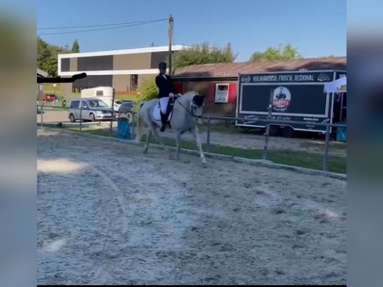 Caballo de Wurtemberg Caballo castrado 14 años 163 cm Tordo in Weil der Stadt