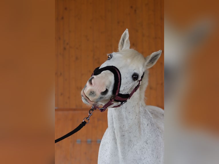 Caballo de Wurtemberg Caballo castrado 14 años 163 cm Tordo in Weil der Stadt