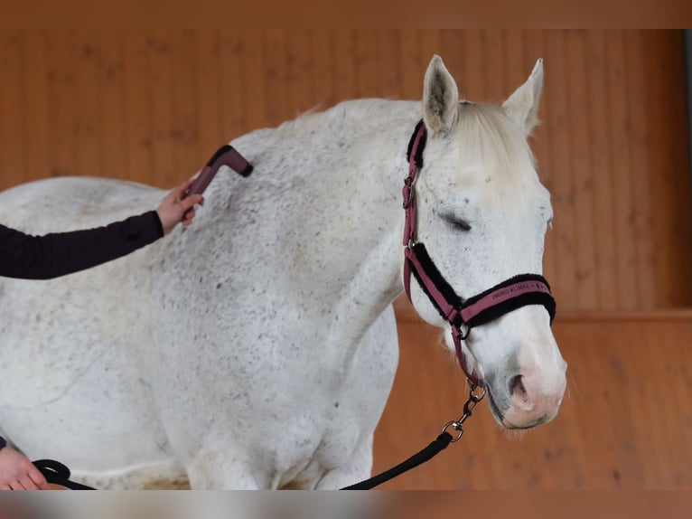 Caballo de Wurtemberg Caballo castrado 14 años 163 cm Tordo in Weil der Stadt