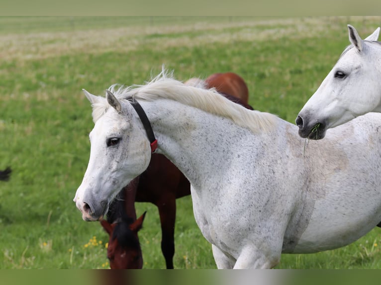 Caballo de Wurtemberg Caballo castrado 14 años 163 cm Tordo in Weil der Stadt