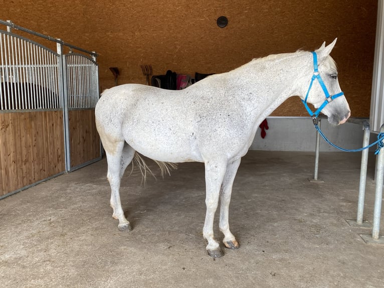 Caballo de Wurtemberg Caballo castrado 14 años 163 cm Tordo in Weil der Stadt