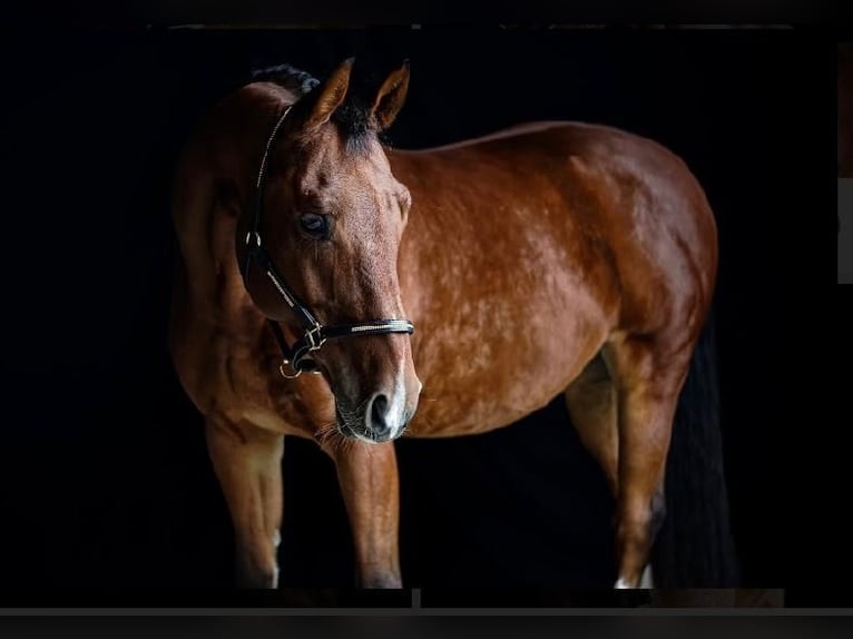 Caballo de Wurtemberg Caballo castrado 14 años 164 cm Castaño in Bad Schussenried