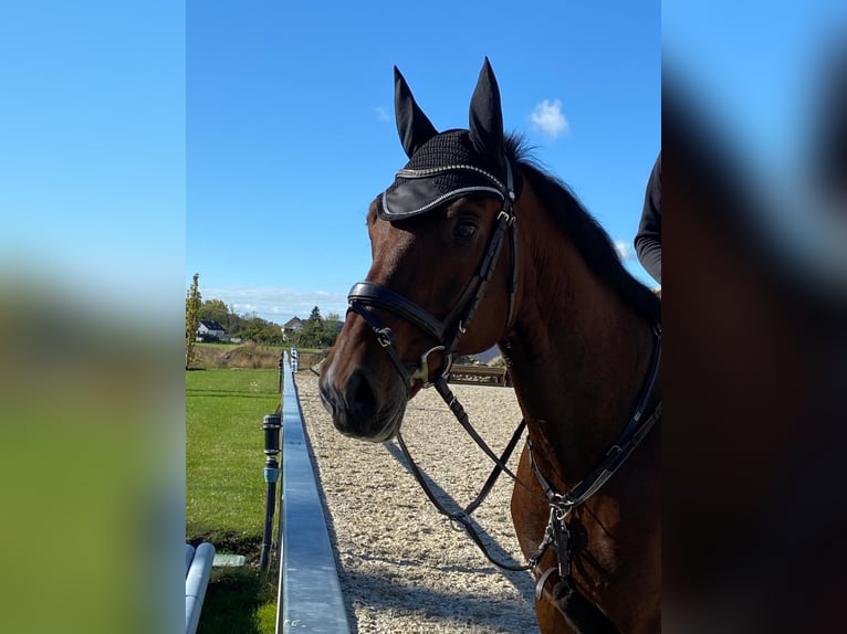 Caballo de Wurtemberg Caballo castrado 14 años 164 cm Castaño in Bad Schussenried