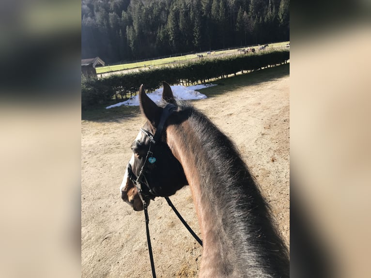 Caballo de Wurtemberg Caballo castrado 14 años 167 cm Castaño oscuro in Bischofswiesen