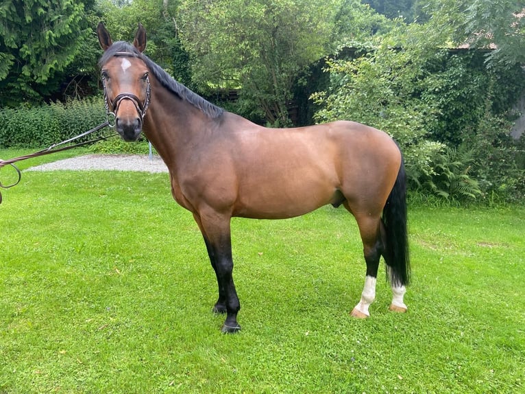 Caballo de Wurtemberg Caballo castrado 14 años 168 cm Castaño in Birrwil