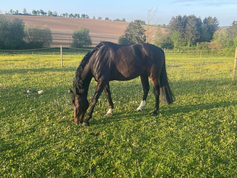 Caballo de Wurtemberg Caballo castrado 14 años 168 cm Castaño oscuro in Nürnberg