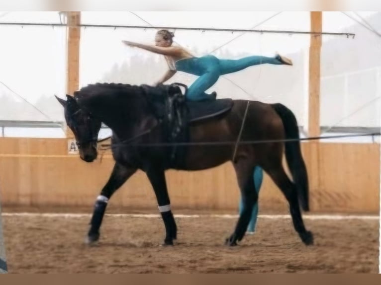 Caballo de Wurtemberg Caballo castrado 14 años 170 cm Castaño in St. Johann in Tirol