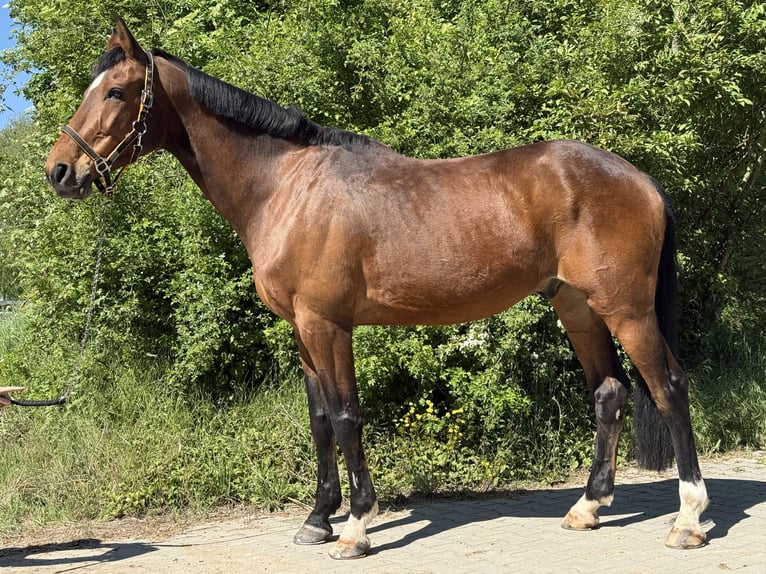 Caballo de Wurtemberg Caballo castrado 14 años 170 cm Castaño in Mainbernheim