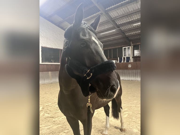 Caballo de Wurtemberg Caballo castrado 14 años 170 cm Morcillo in Dreieich