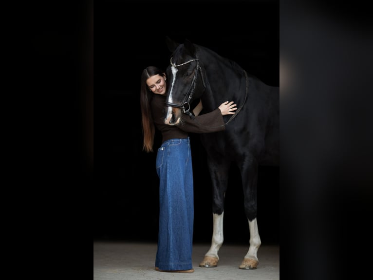 Caballo de Wurtemberg Caballo castrado 14 años 170 cm Morcillo in Dreieich