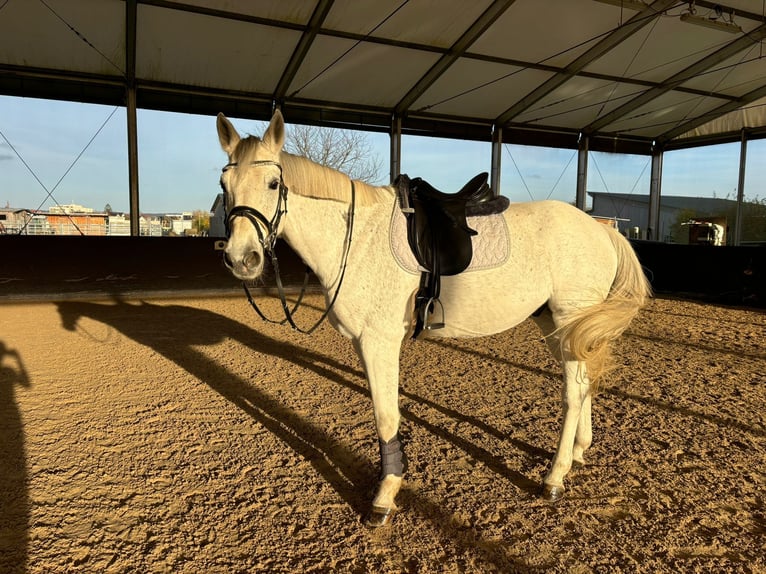 Caballo de Wurtemberg Caballo castrado 14 años 170 cm Tordo in Heilbronn