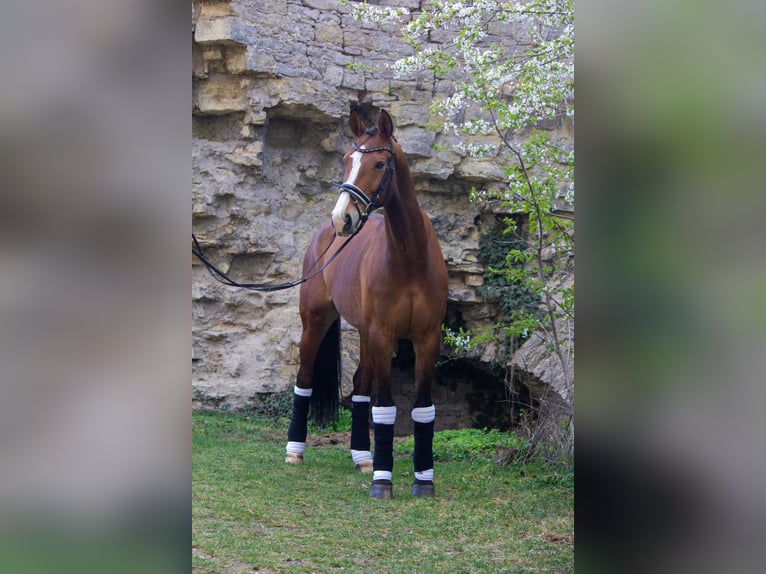 Caballo de Wurtemberg Caballo castrado 14 años 172 cm Castaño in Großrinderfeld