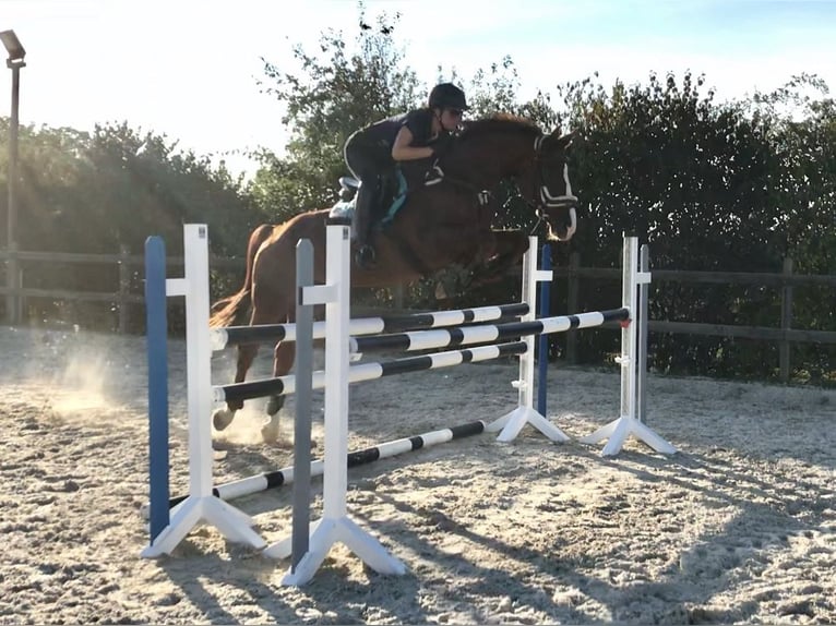 Caballo de Wurtemberg Caballo castrado 14 años 174 cm Alazán in Schorndorf