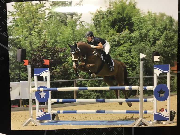 Caballo de Wurtemberg Caballo castrado 14 años 174 cm Alazán in Schorndorf
