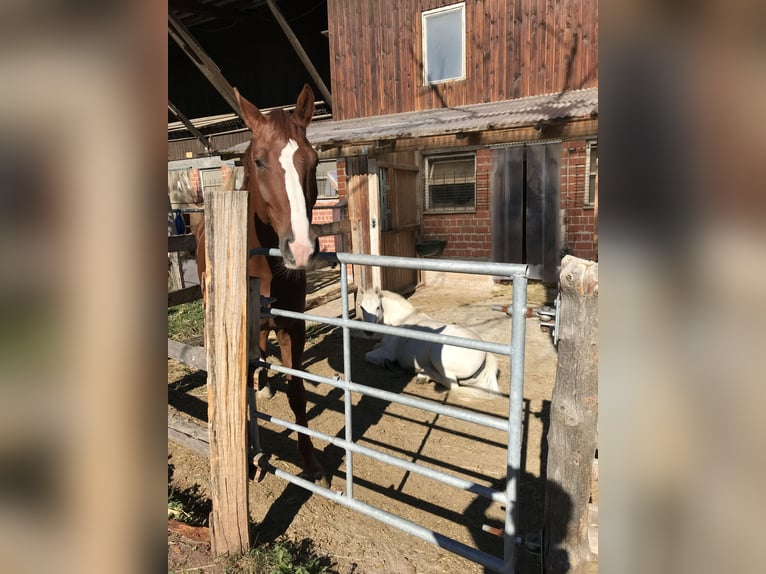 Caballo de Wurtemberg Caballo castrado 14 años 174 cm Alazán in Schorndorf