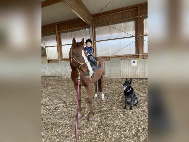 Caballo de Wurtemberg Caballo castrado 14 años 174 cm Alazán in Schorndorf