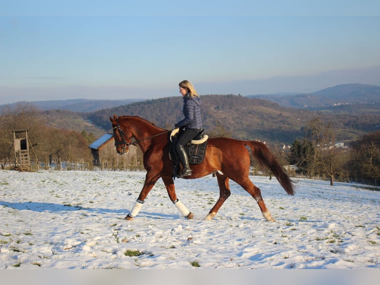 Caballo de Wurtemberg Caballo castrado 14 años 174 cm Alazán in Schorndorf