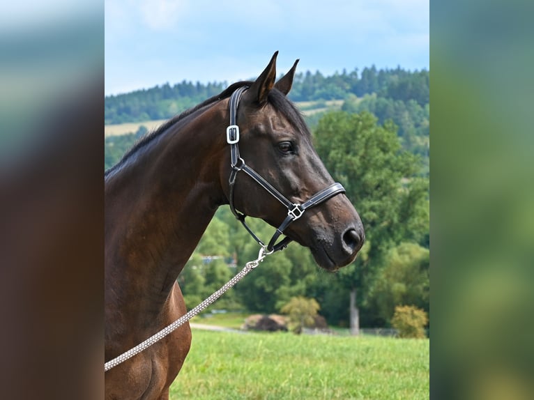 Caballo de Wurtemberg Caballo castrado 14 años 174 cm Morcillo in Egenhausen