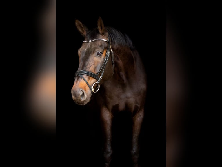 Caballo de Wurtemberg Caballo castrado 14 años Morcillo in Schw&#xE4;bisch Hall